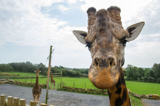 Folly Farm announces plans to offset carbon emissions in latest 'green drive' image 1